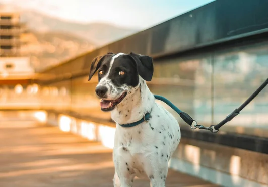 Dog Walking